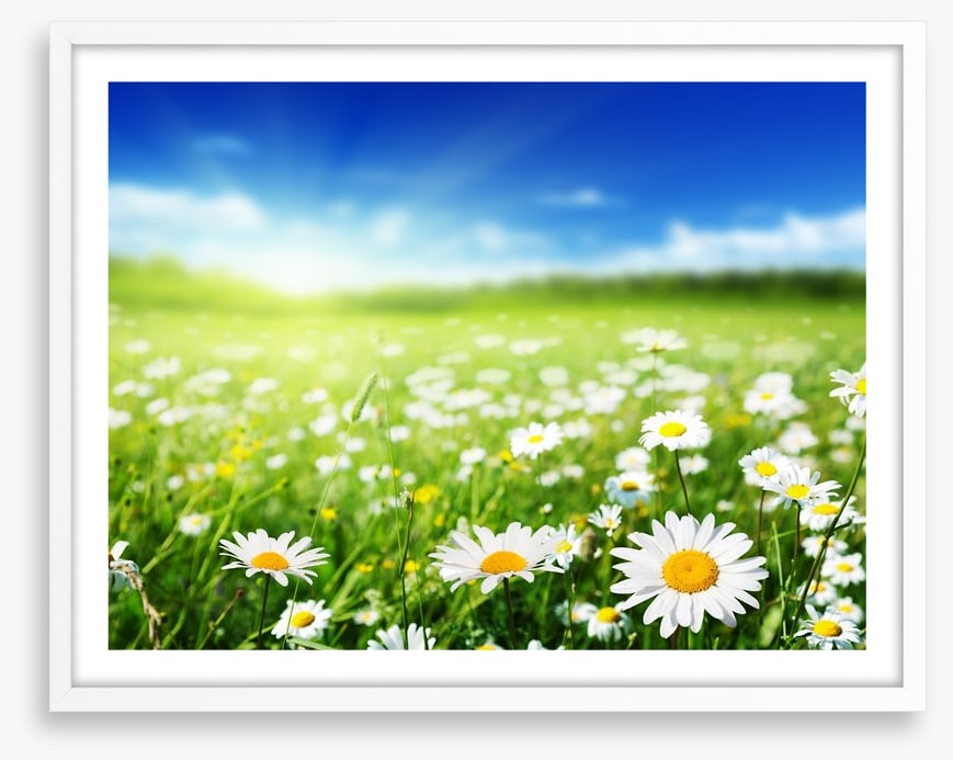 Daisy meadow
