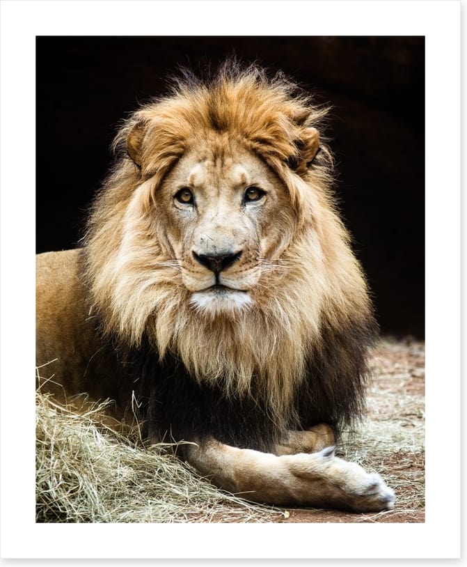 The lion king