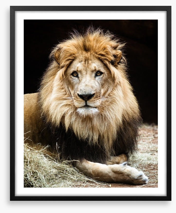 The lion king