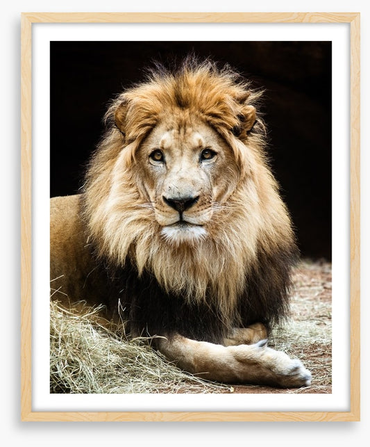 The lion king