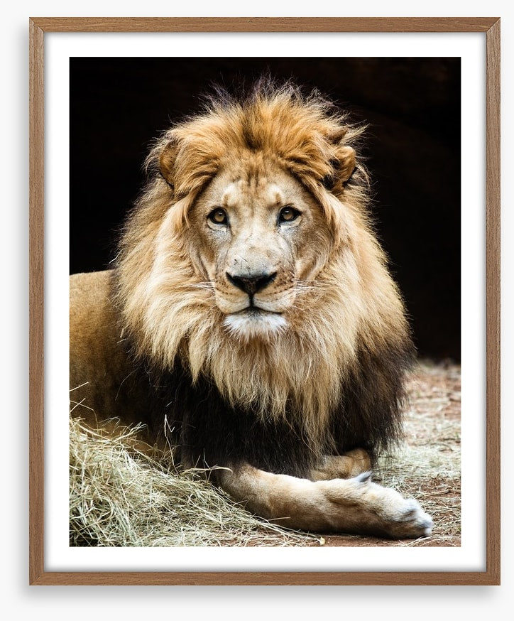 The lion king
