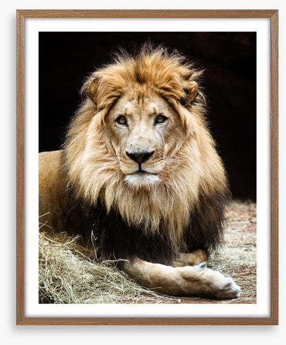 The lion king