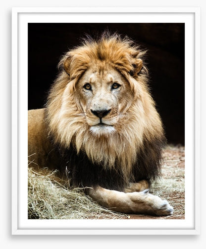 The lion king