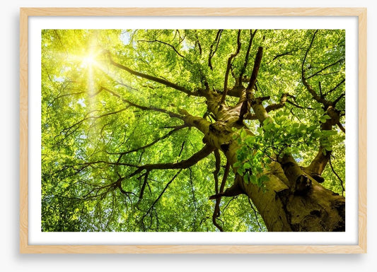 Sunbeam through the Beech