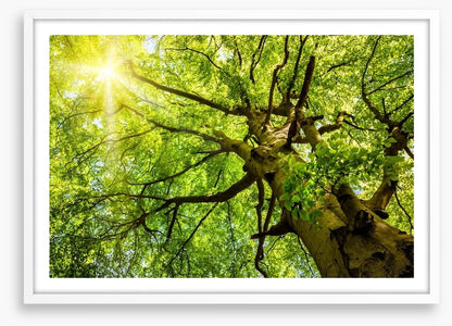 Sunbeam through the Beech