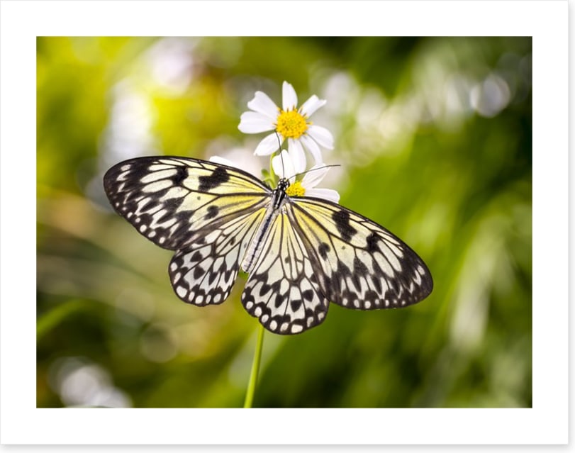 Insects