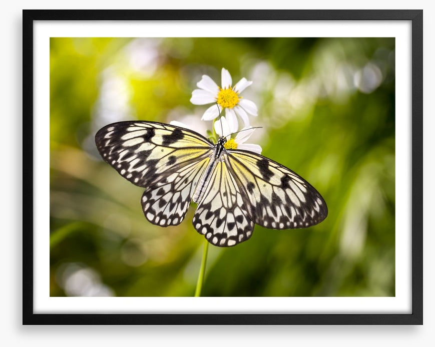 Insects