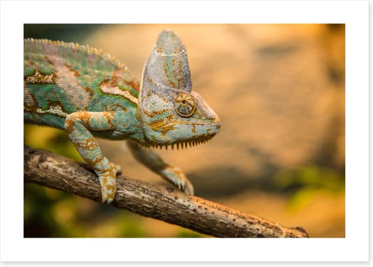 Reptiles / Amphibian