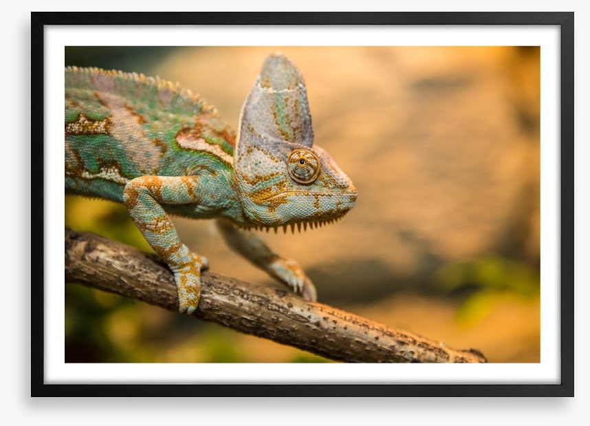 Reptiles / Amphibian