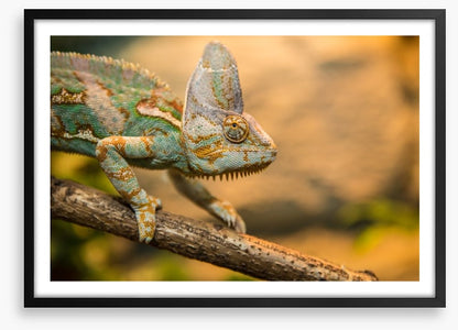 Reptiles / Amphibian
