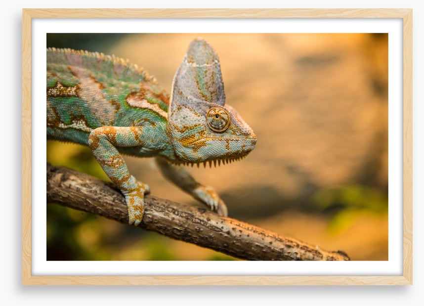 Reptiles / Amphibian