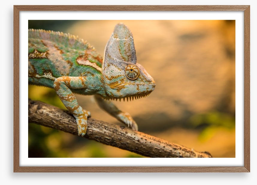 Reptiles / Amphibian