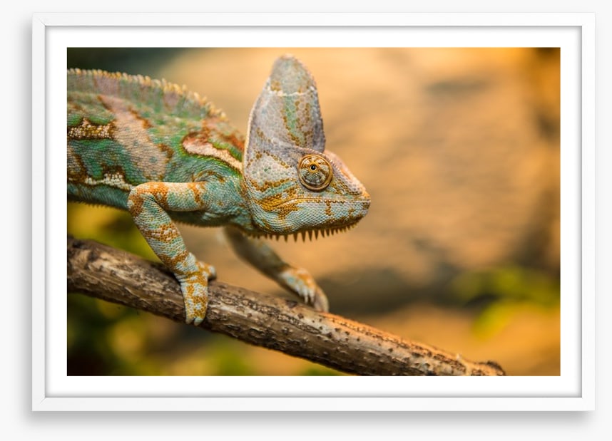 Reptiles / Amphibian