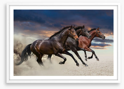 Sandy gallop