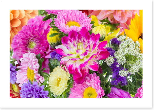 Asteraceae