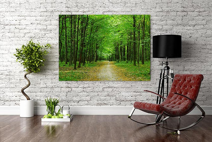 Emerald forest path