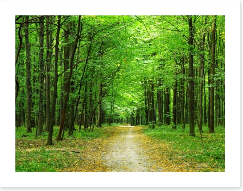 Emerald forest path