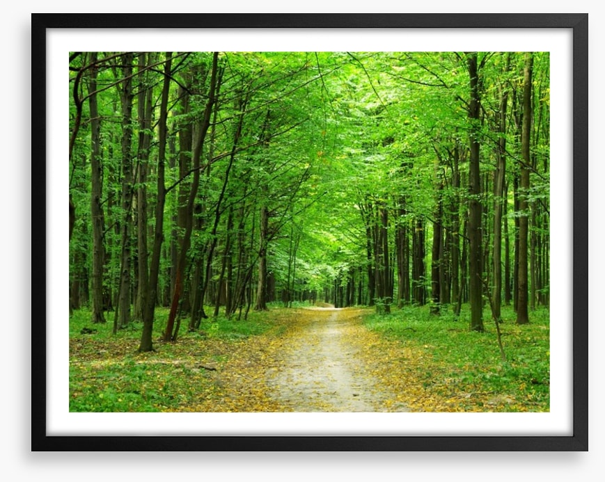 Emerald forest path