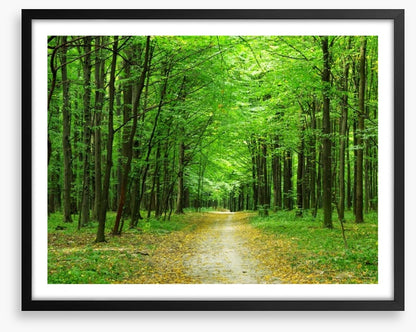 Emerald forest path