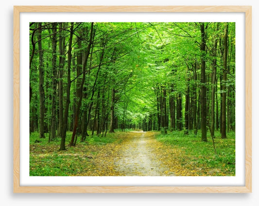 Emerald forest path