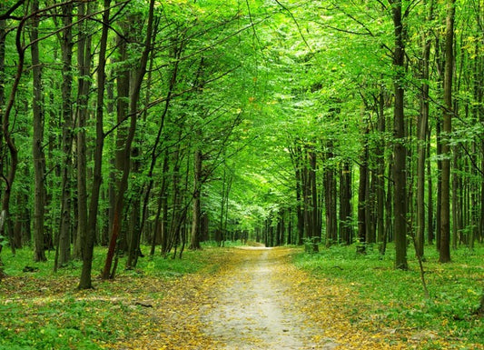 Emerald forest path