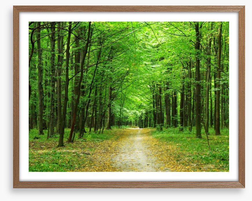 Emerald forest path