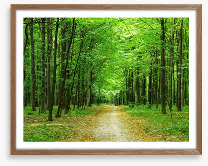 Emerald forest path