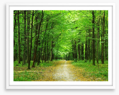Emerald forest path