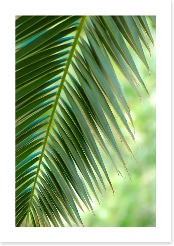 Coconut palm macro