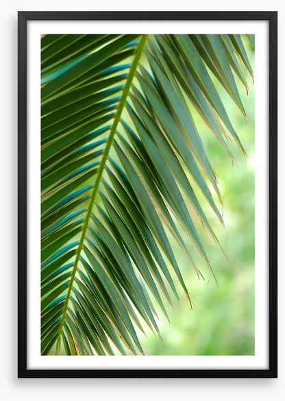 Coconut palm macro