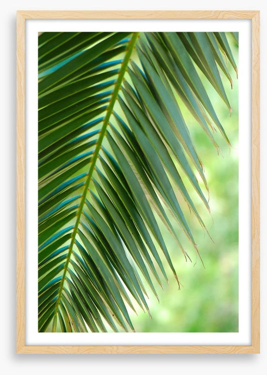 Coconut palm macro