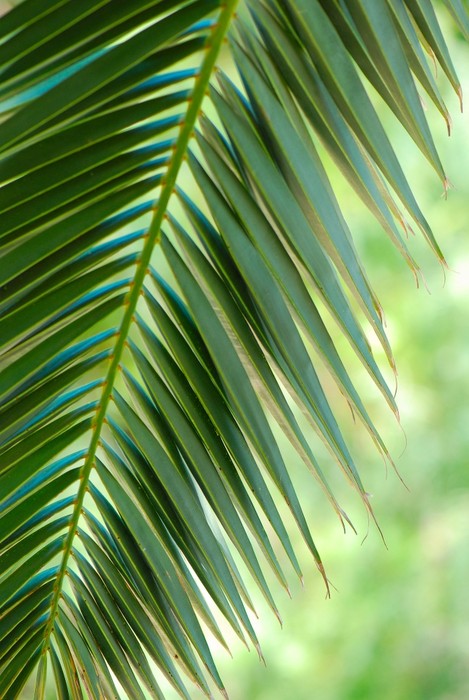 Coconut palm macro