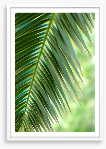Coconut palm macro