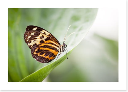 Insects