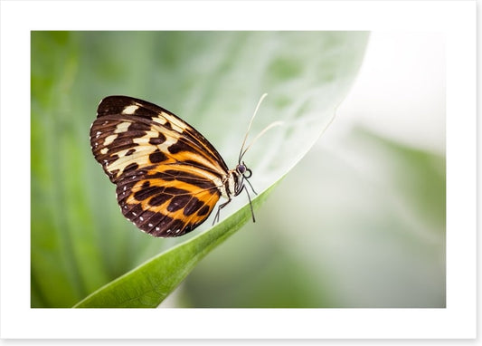 Insects