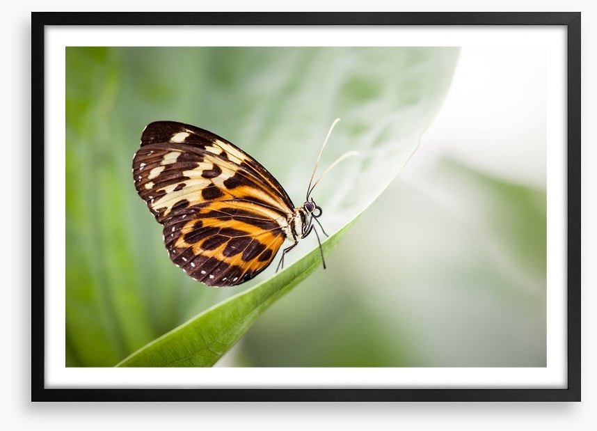 Insects