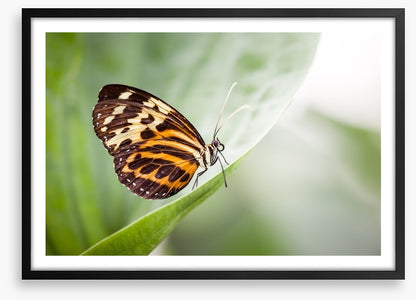Insects