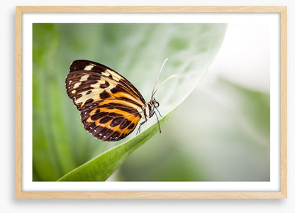 Insects