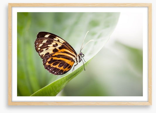 Insects