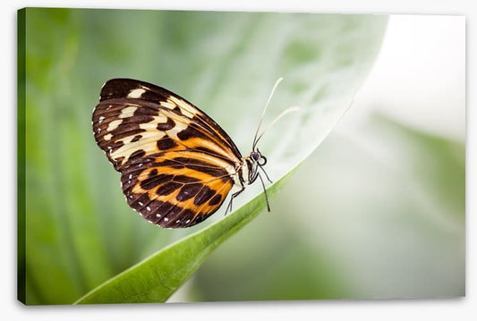 Insects