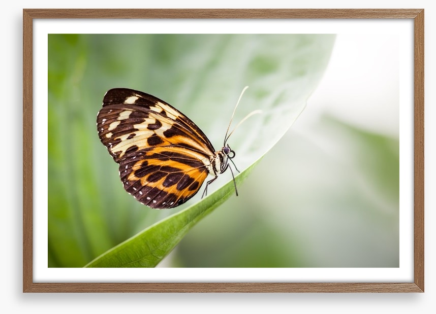 Insects