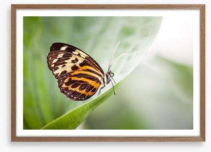 Insects