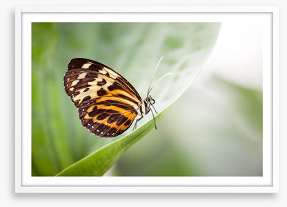 Insects