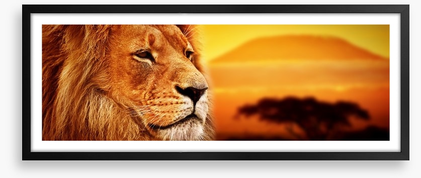 The lion at Mount Kilimanjaro sunset