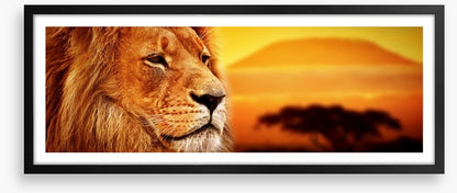 The lion at Mount Kilimanjaro sunset