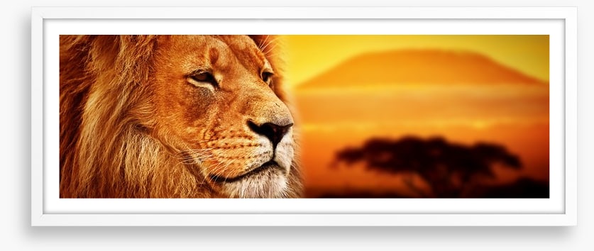 The lion at Mount Kilimanjaro sunset