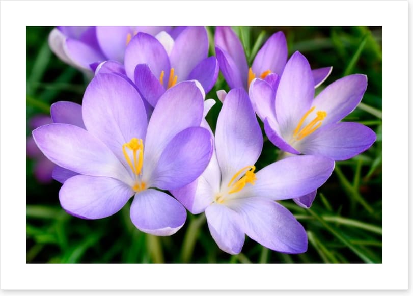 Crocus emerge