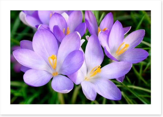 Crocus emerge