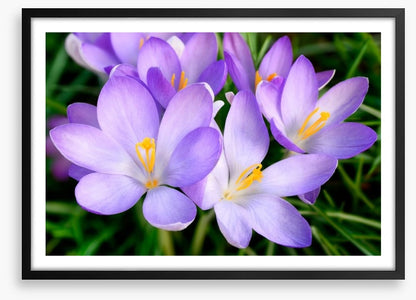 Crocus emerge