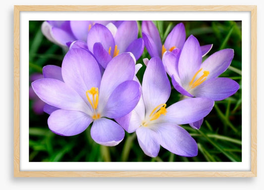 Crocus emerge